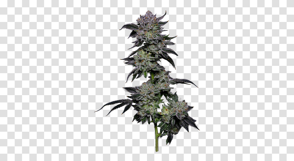 The Cannabis Brothers - Tcg Industries Artificial Flower, Plant, Weed, Grass, Hemp Transparent Png