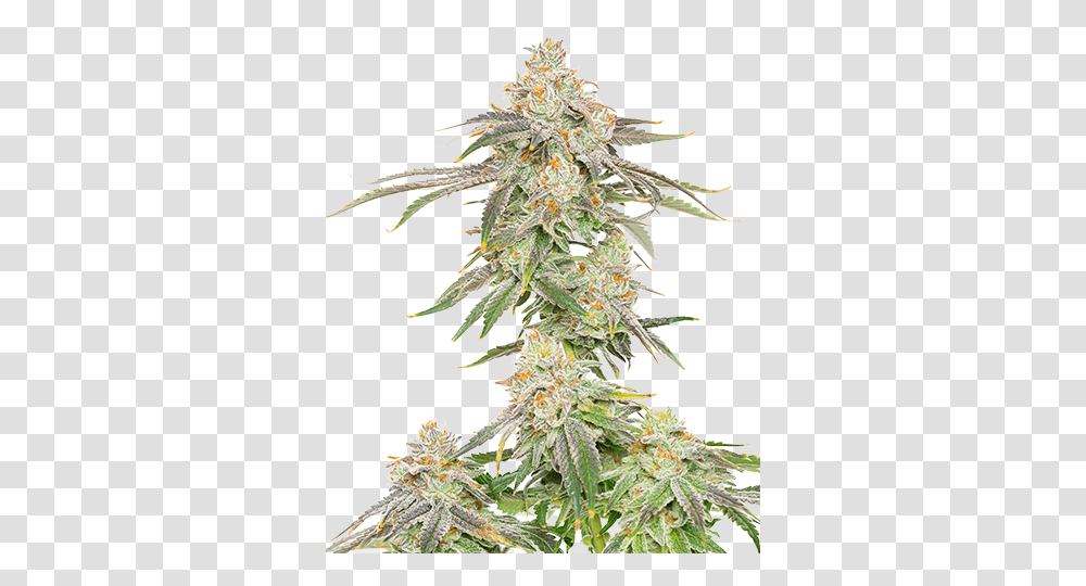 The Cannabis Brothers - Tcg Industries Christmas Tree, Plant, Weed, Grass, Amaranthaceae Transparent Png