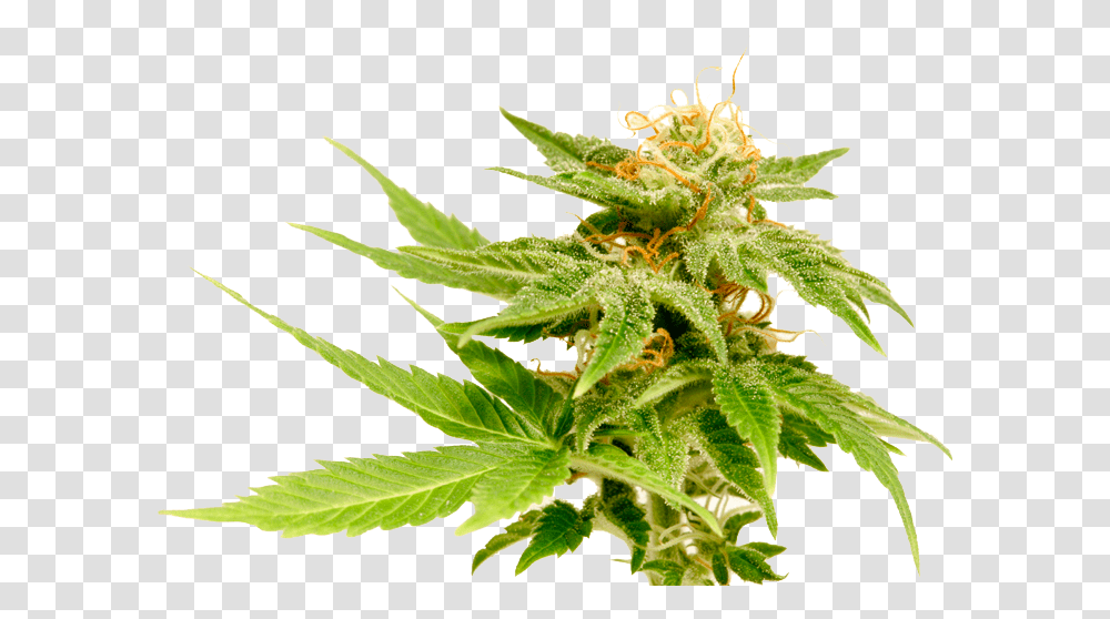 The Cannabis Plant Growers Choice Jack Herer, Hemp, Weed, Leaf Transparent Png