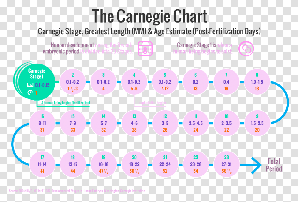 The Carnegie Stages Of Human Embryonic Development Circle, Number, Purple Transparent Png