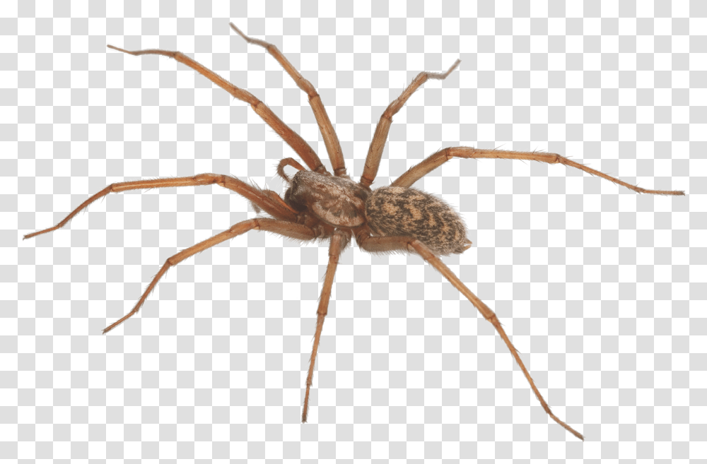 The Category Of Dangerous Spiders Is Predominantly Santa Clarita Spider, Invertebrate, Animal, Arachnid, Garden Spider Transparent Png