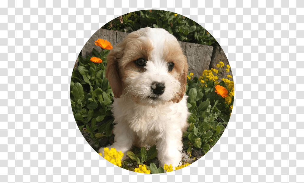 The Cavachon Is A Cross Breed Of The Cavalier King Shih Poo, Dog, Pet, Canine, Animal Transparent Png