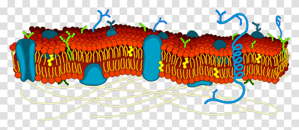The Cell Membrane Is Studded With Proteins That Researchers Actin In Cell Membrane, Light, Pac Man, Lamp, Neon Transparent Png
