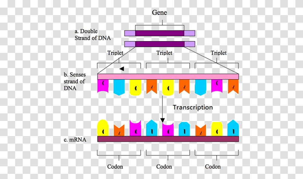 The Cell Producingproteins Transcription And Translation Diagram, Plot, Scoreboard, Number Transparent Png