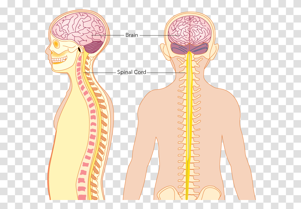 The Central Nervous System Consists Of The Brain And Illustration, Person, Human, Plot, Diagram Transparent Png