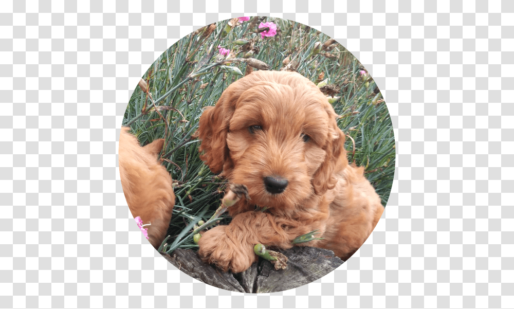 The Cockapoo Is One Of The First Designer Dogs Dating Labradoodle, Pet, Canine, Animal, Mammal Transparent Png