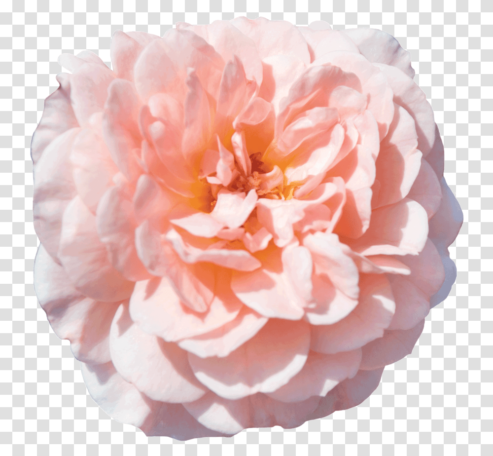 The Collection - Drift Roses Apricot Drift Rose, Flower, Plant, Blossom, Peony Transparent Png