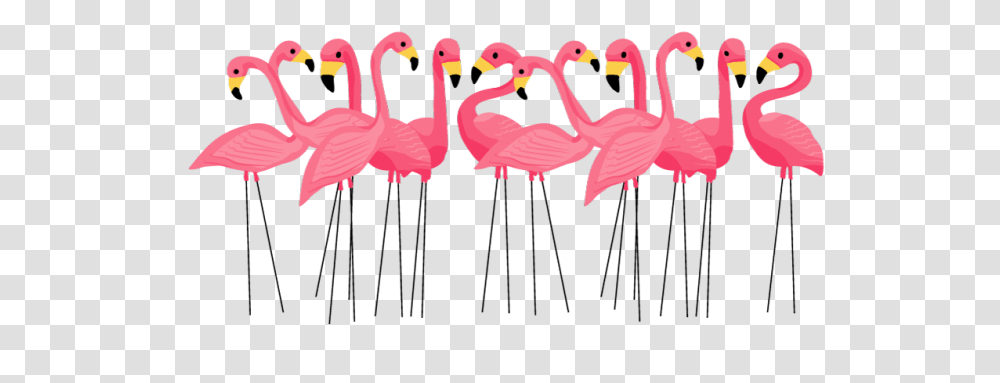 The Color Flamingo Pink, Bird, Animal Transparent Png