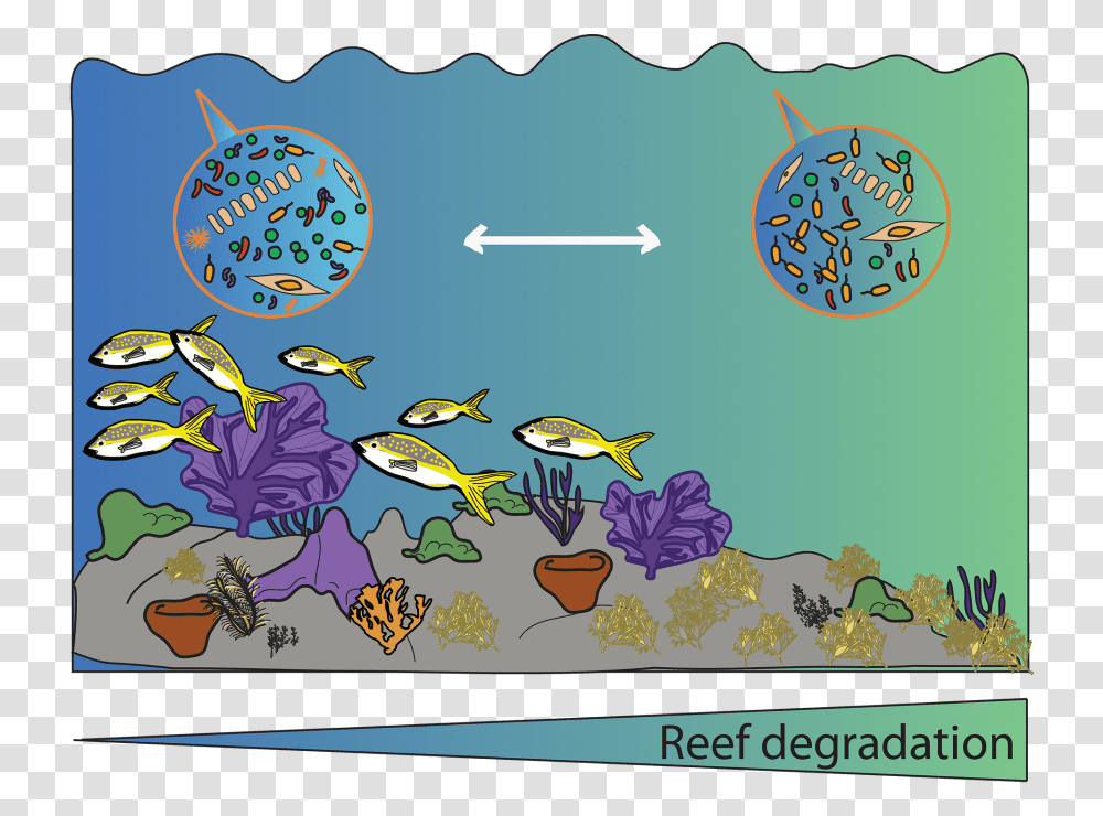 The Coral Reef Microbiome Illustration, Bird, Animal Transparent Png