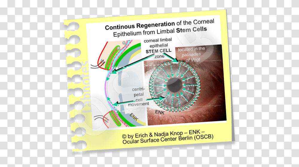 The Cornea - Ocular Surface Center Berlin Circle, Poster, Advertisement, Flyer, Paper Transparent Png