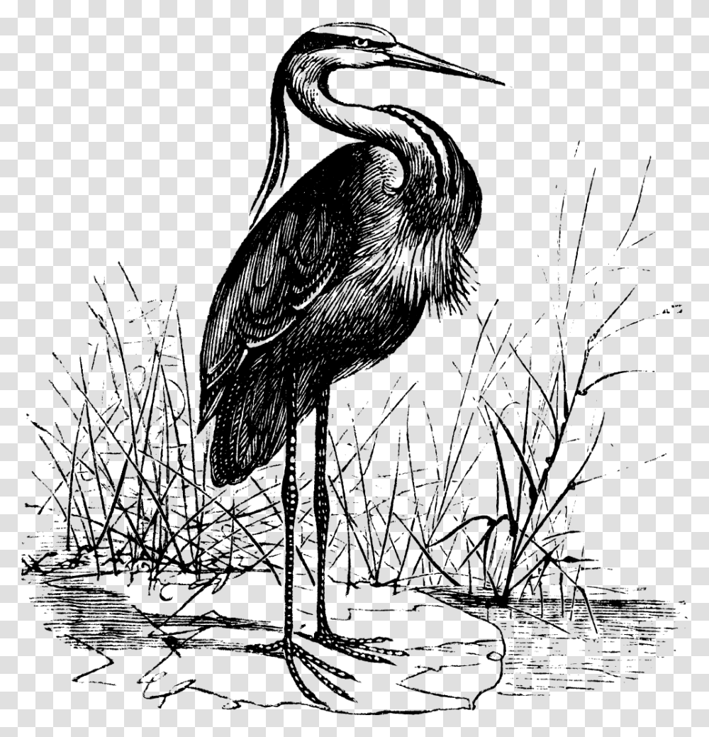 The Crane Lake Mascot Vintage Heron Illustration, Bird, Animal, Crane Bird, Stork Transparent Png