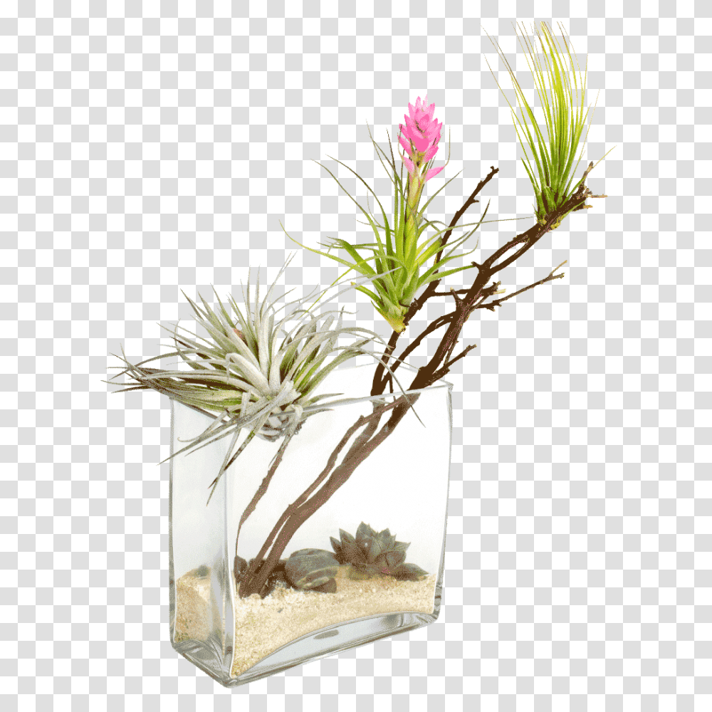 The Desert Oasis Is Designed, Plant, Tree, Flower, Blossom Transparent Png