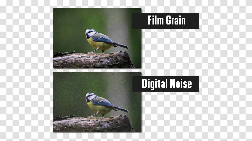 The Difference Between Digital Noise And Film Grain Add Film Grain Noise, Bird, Animal, Jay, Bluebird Transparent Png
