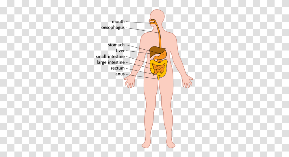 The Digestive System Example Of The Digestive System, Person, Toy, Text, Label Transparent Png
