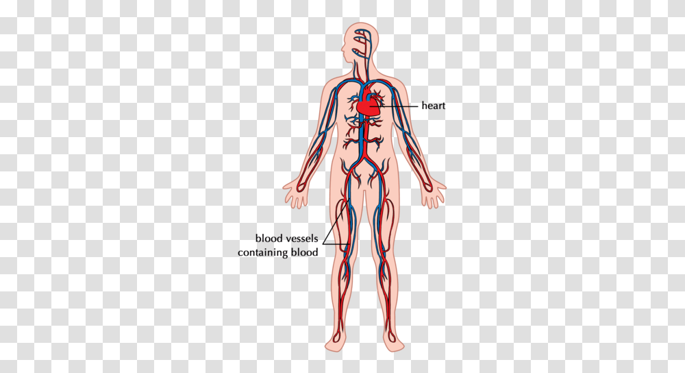 The Digestive System Systems In Human Body Siyavula, Veins, Person, Pattern, Plot Transparent Png