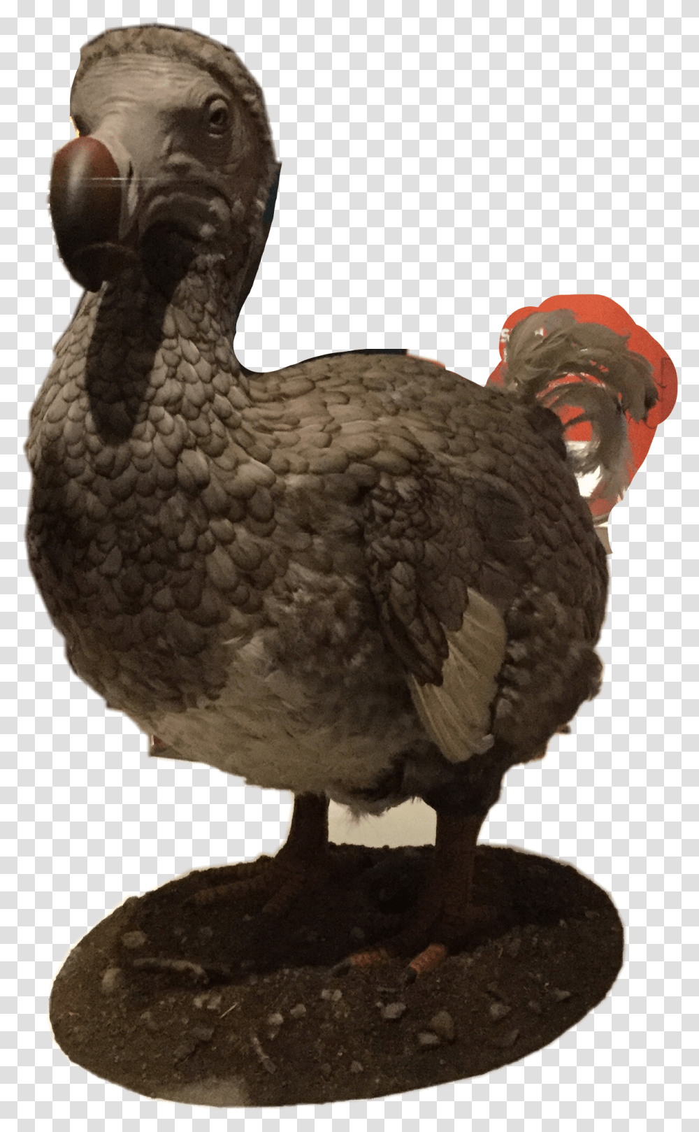 The Dodo Birdthis Guy Is Extinct Because Of Us Humans Dodo, Animal, Fungus Transparent Png