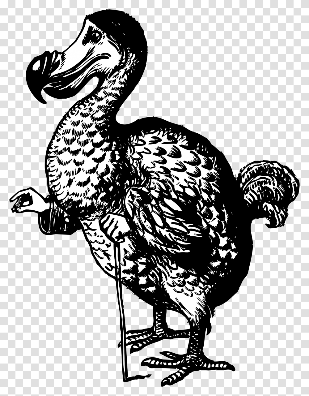 The Dodo From Alice In Wonderland Alice In Wonderland Original Dodo, Animal, Bird, Beak, Waterfowl Transparent Png
