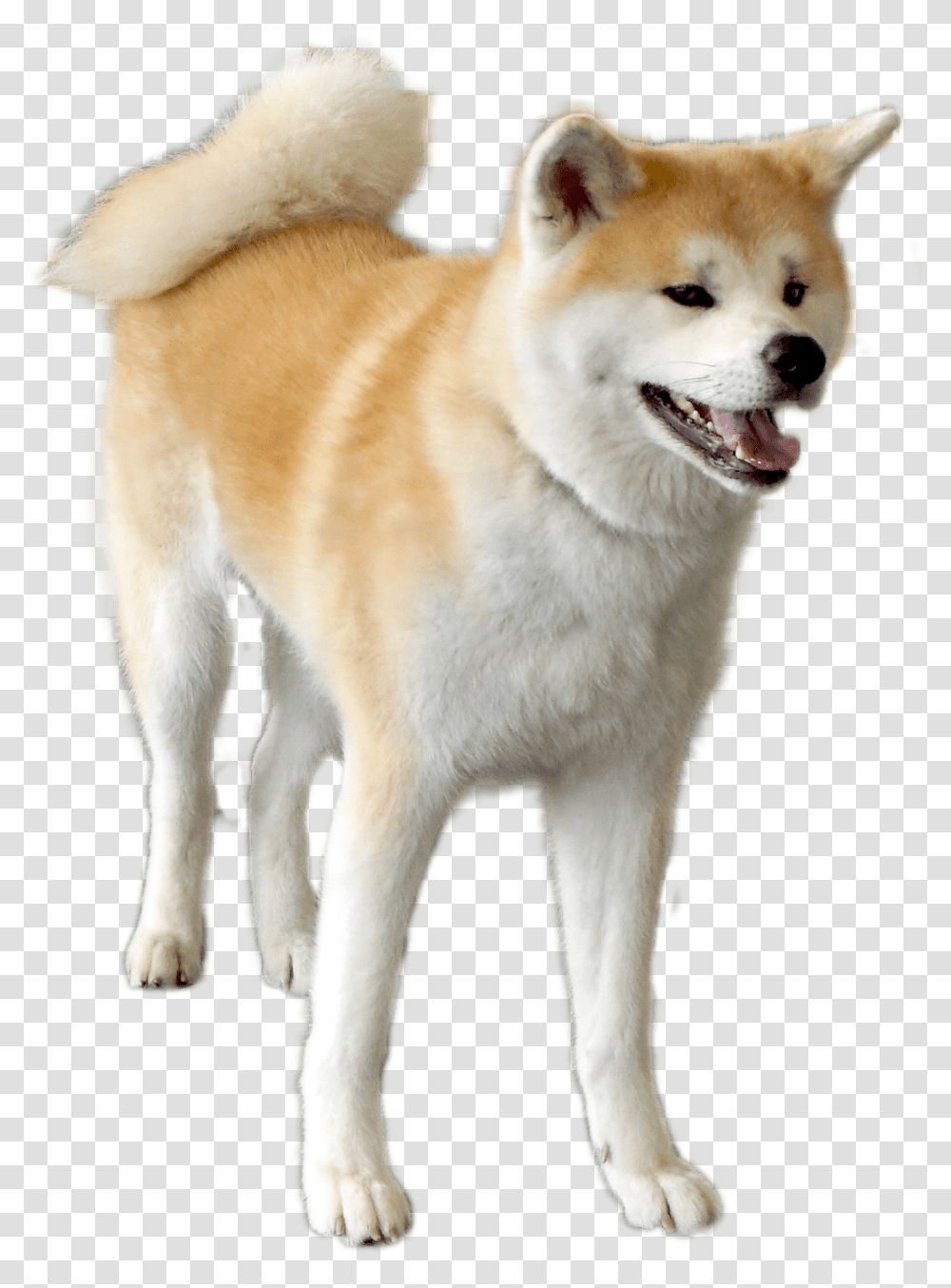 The Dog Contact Corps Ako That I Got Tired Of Akita Dog, Pet, Canine, Animal, Mammal Transparent Png