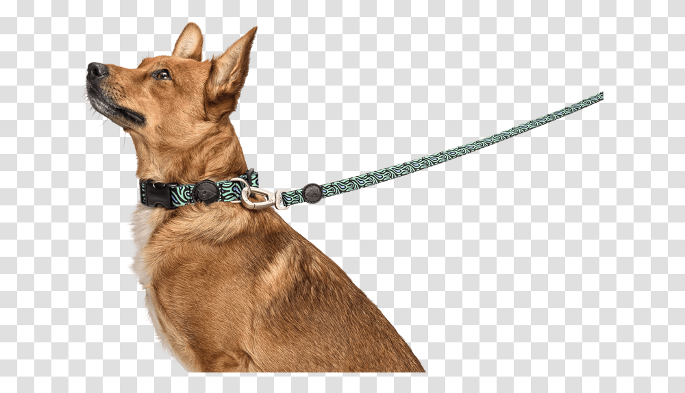 The Dog Leash That Expresses Guard Dog, Pet, Canine, Animal, Mammal Transparent Png