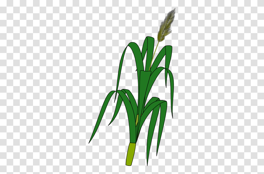 The Editing Of Grain For Wheat Free Download Vector, Plant, Produce, Food, Leek Transparent Png