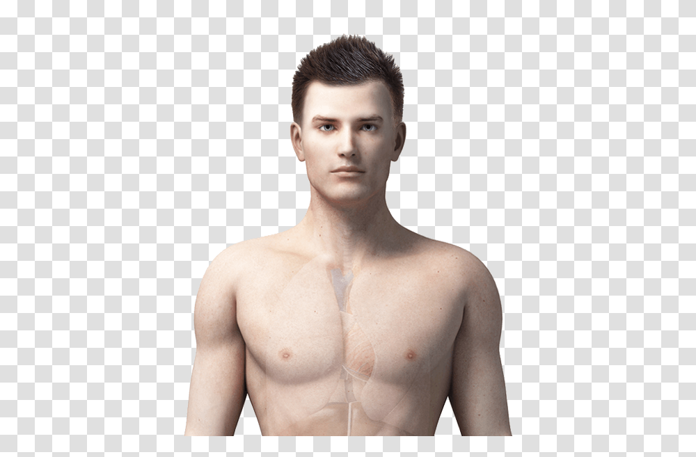 The Effects Of Sugar On The Body Benenden, Person, Human, Shoulder, Torso Transparent Png