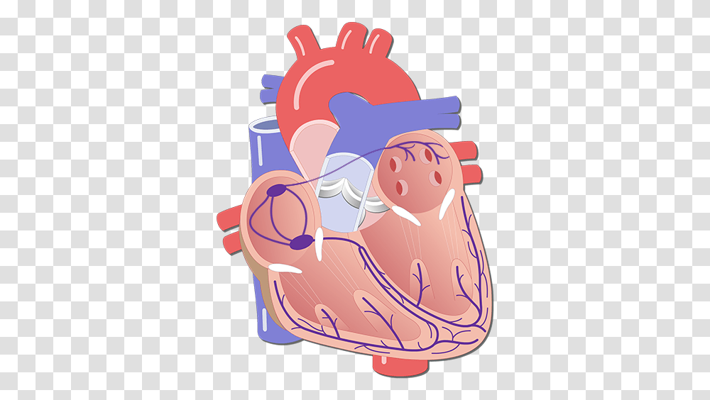 The Electrical Conduction System Of Heart Unlabeled Heart Electrical System, Birthday Cake, Dessert, Food, Teeth Transparent Png