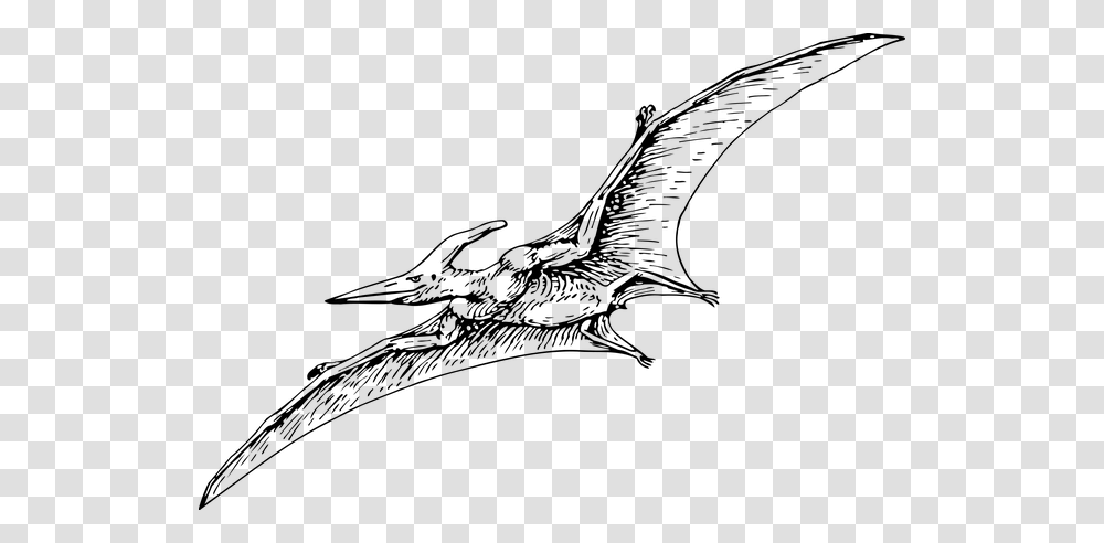 The Enigmatic Frigate Bird, Animal, Mammal, Wildlife, Bat Transparent Png