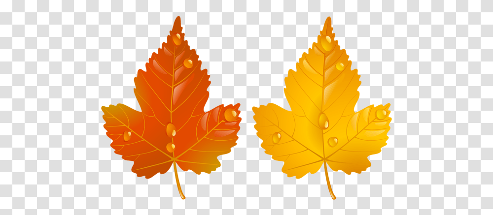 The Fall & Free Fallpng Images 61900 Two Autumn Leaves, Leaf, Plant, Tree, Maple Leaf Transparent Png