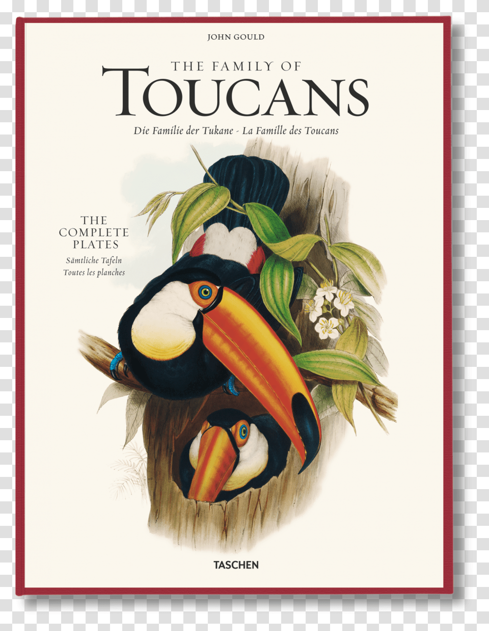 The Family Of Toucans Toucan John Gould, Bird, Animal, Poster, Advertisement Transparent Png