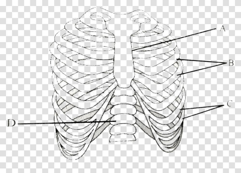 The Figure Shows Ribs And Rib Cage Labelled With Abc D Line Art, Stencil, Insect, Invertebrate, Animal Transparent Png