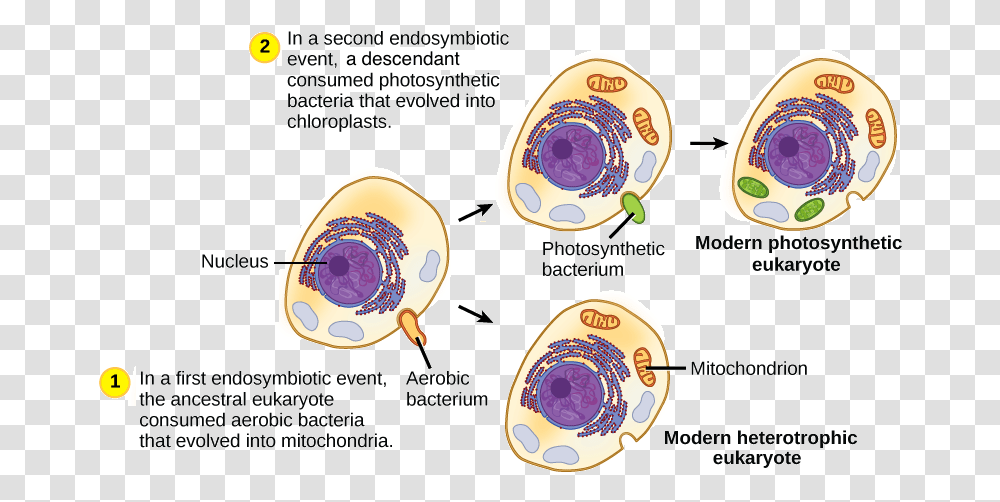 The First Endosymbiotic Event Occurred Endosymbiotic Theory, Label, Flyer, Pottery Transparent Png