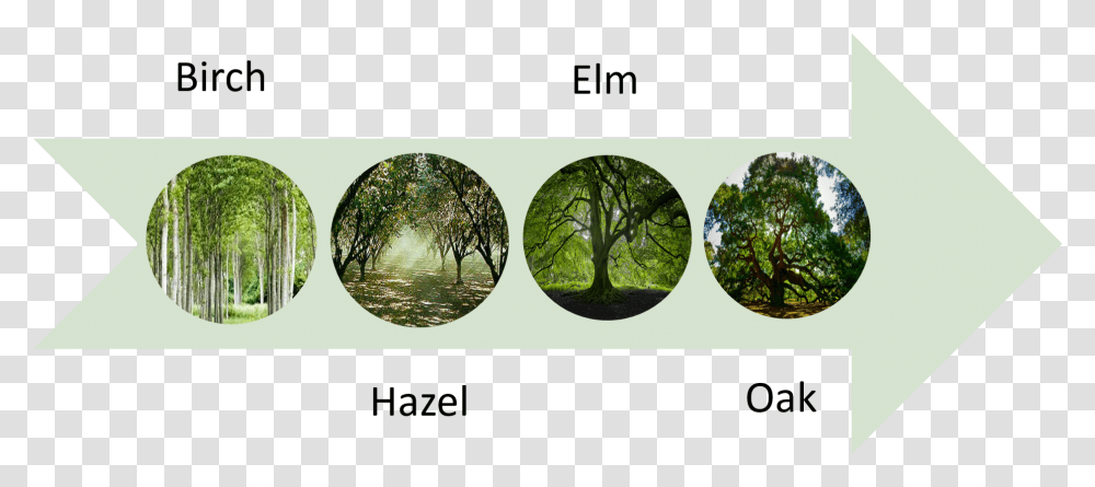 The First People Trees Diagram Oak, Sunglasses, Accessories, Accessory, Plant Transparent Png