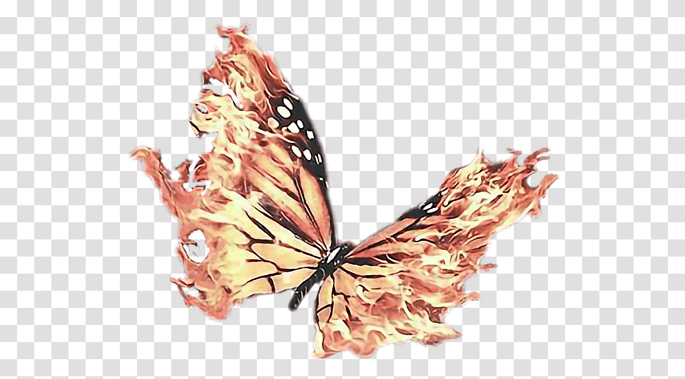 The Flaps Of Flame Butterfly With Fire Wings, Insect, Invertebrate, Animal, Bird Transparent Png