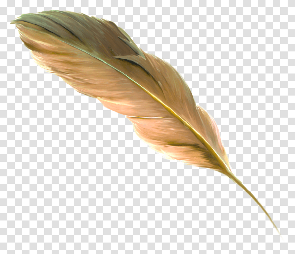 The Floating Feather Brown Feather Of Brown Colour, Bird, Animal, Leaf, Plant Transparent Png