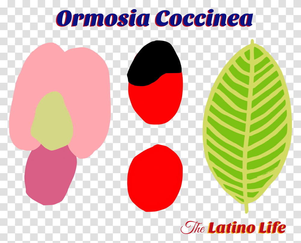 The Flower Leaf And The Beans, Plant, Label, Tree Transparent Png