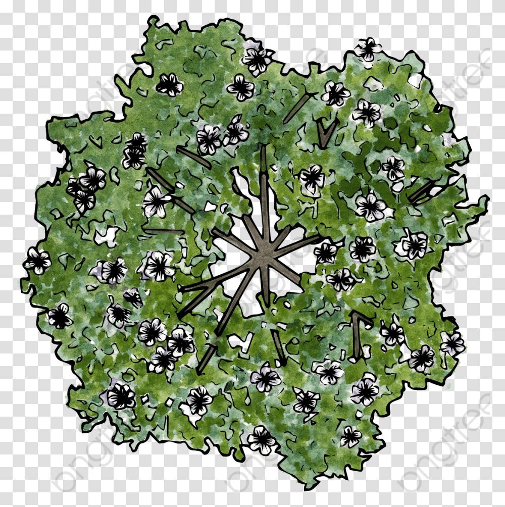 The Flowers On The Trees Plan View Flowering Tree, Plant, Apiaceae, Vegetation, Rug Transparent Png
