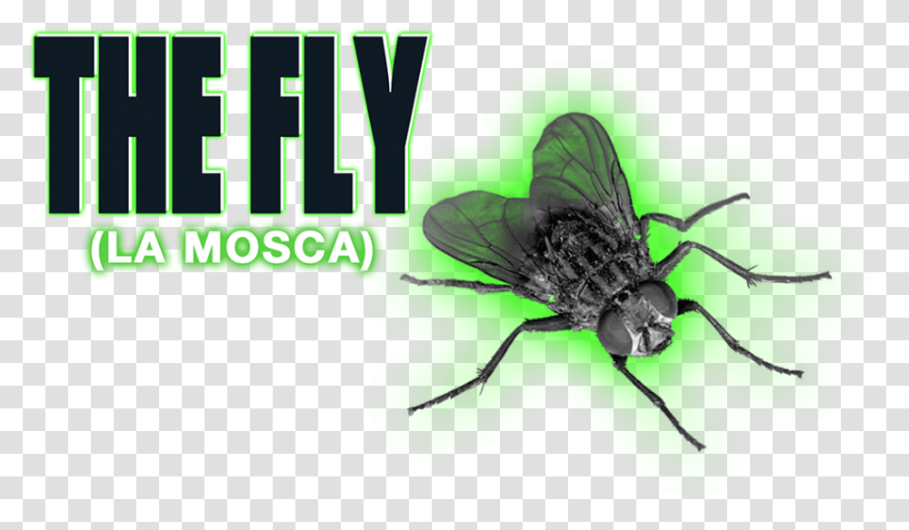 The Fly Image Fly With No Background, Insect, Invertebrate, Animal, Asilidae Transparent Png