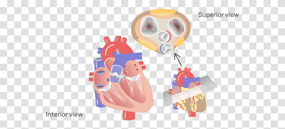 The Four Valves Of The Heart Animation Slide Human Heart Valves, Hand, Toy Transparent Png