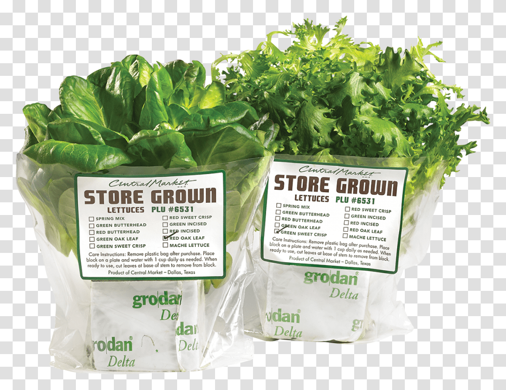 The Freshest Leafy Greens Spinach, Plant, Vegetable, Food, Lettuce Transparent Png