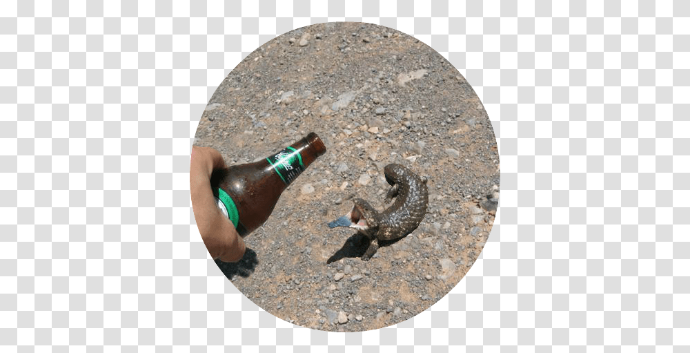The Friday Lizard Collection Whats Up You Meme Loving, Person, Human, Bottle, Alcohol Transparent Png