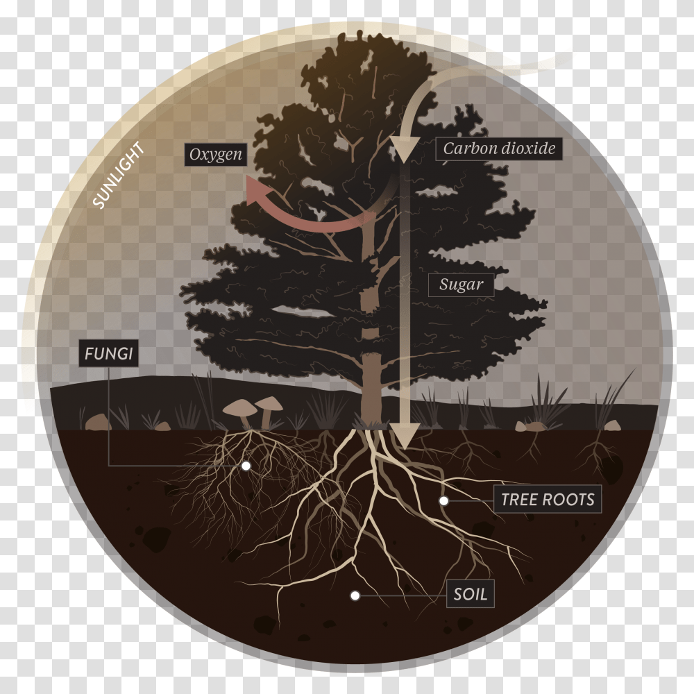 The Fungus Among Us Tree Root Mycorrhiza Full Size Mushrooms Soil, Plant Transparent Png