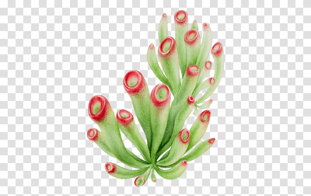 The Garden - Pearlfisher Succulents, Plant, Anther, Flower, Tree Transparent Png