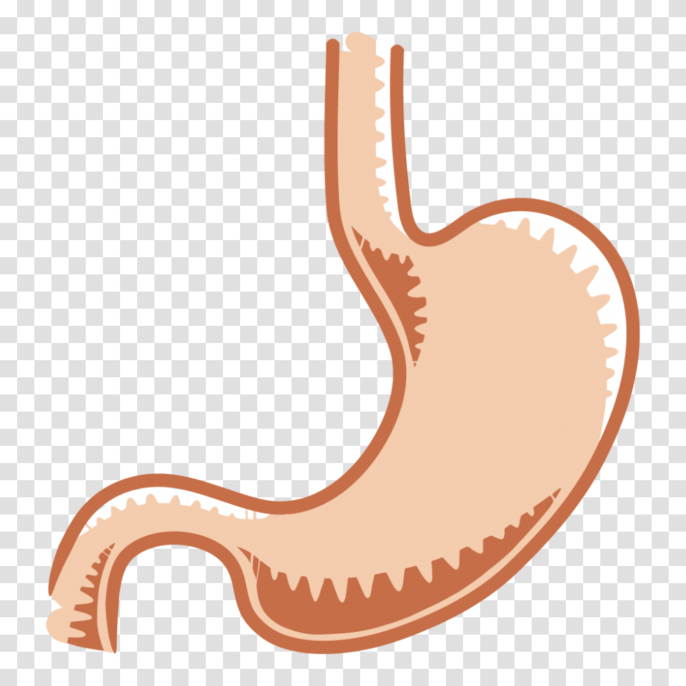 The Gastrointestinal System Tutorials Draw It To Know It, Stomach Transparent Png