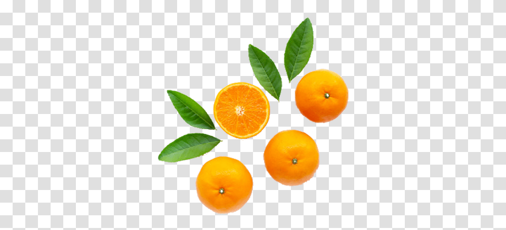 The Good Earth Guide To Winter Citrus Good Earth Natural Foods Blood Orange, Plant, Citrus Fruit, Produce, Leaf Transparent Png