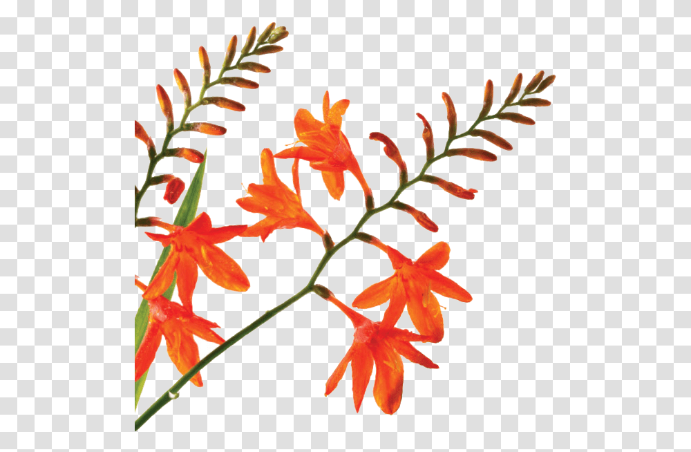 The Grace O Malley Foundation Logo Epidendrum, Plant, Flower, Blossom, Acanthaceae Transparent Png