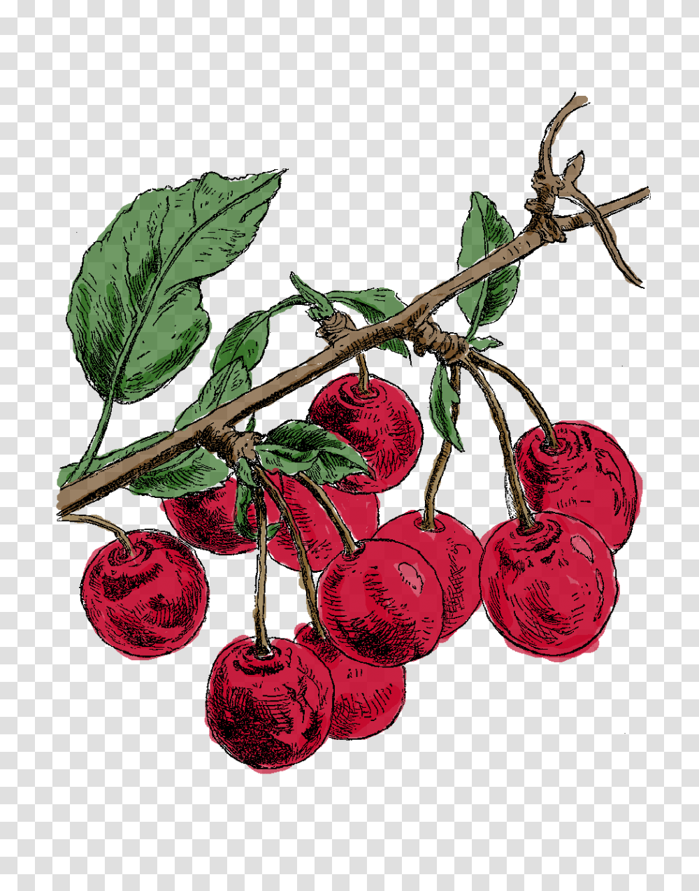 The Graphics Monarch Digital Cherry Download Printable Fruit Tree, Plant, Food Transparent Png