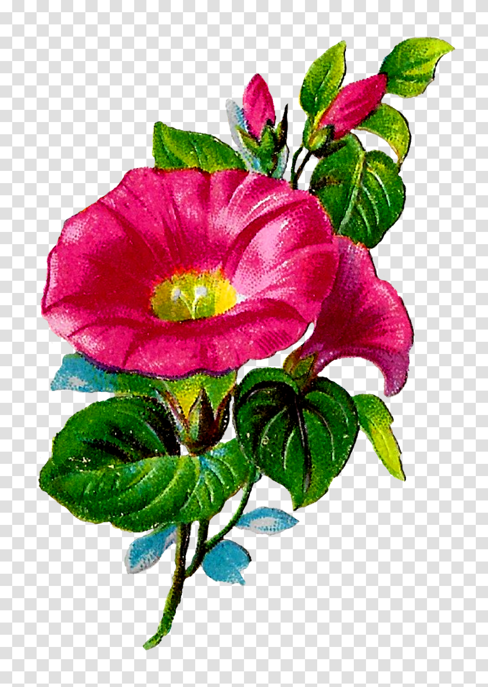 The Graphics Monarch Royalty Free Digital Flower Crafting Clipart, Plant, Blossom, Geranium, Flower Arrangement Transparent Png