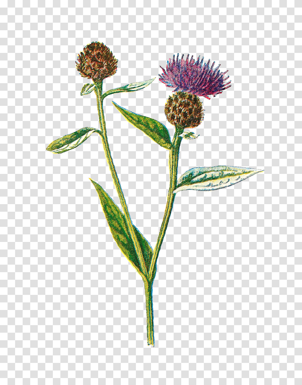 The Graphics Monarch Royalty Free Flower Crafting Supplies, Plant, Blossom, Thistle, Produce Transparent Png