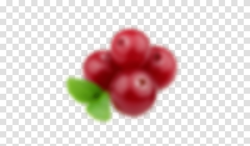 The Green Labs Llc Cranberry Extract Big Blur, Plant, Rose, Flower, Blossom Transparent Png