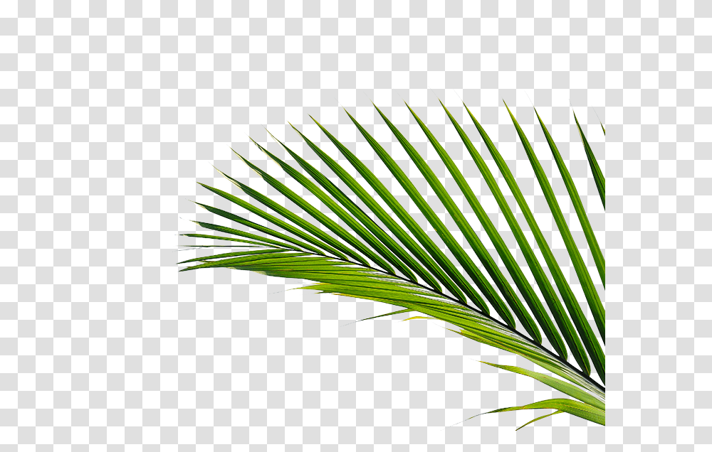 The Green Way, Plant, Tree, Palm Tree, Arecaceae Transparent Png